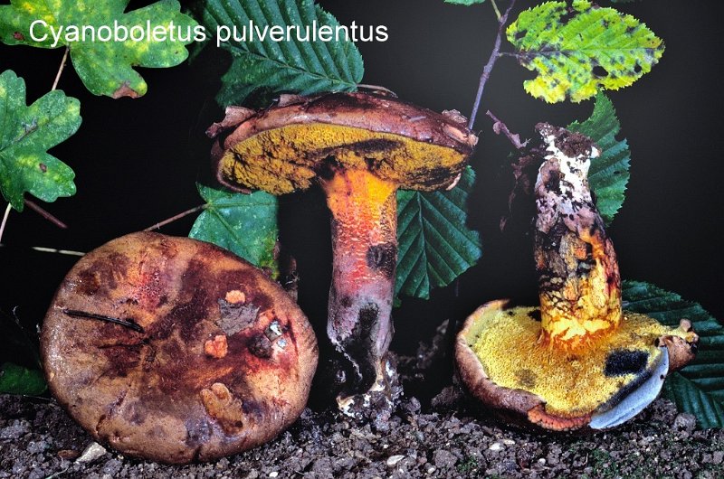 Cyanoboletus pulverulentus-amf339-1.jpg - Cyanoboletus pulverulentus - Syn:Xerocomus pulverulentus - Nom français: Bolet pulvérulent